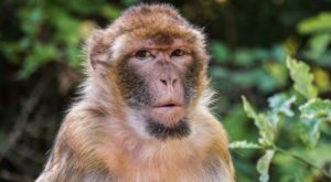 India usará “hombres mono” para espantar a verdaderos primates de sede de cumbre G20