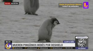 Pingüinos bebés mueren tras derrumbe de hielo