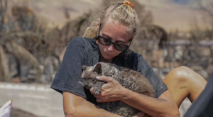 Incendio forestal en Hawai: más de 3,000 mascotas aún desaparecidas