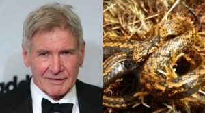 Nueva especie de serpiente en Perú fue bautizada con el nombre de Harrison Ford