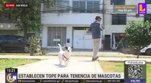 San Borja: ordenanza municipal dispone cuántas mascotas se puede tener en una vivienda