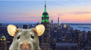 La guerra sin fin de Nueva York contra las ratas