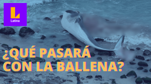 Qué pasará con los restos de la ballena varada en Punta Hermosa: Esto es lo que se sabe