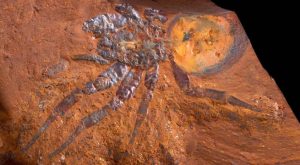 Hallan fósil de araña gigante que vivió hace 16 millones de años