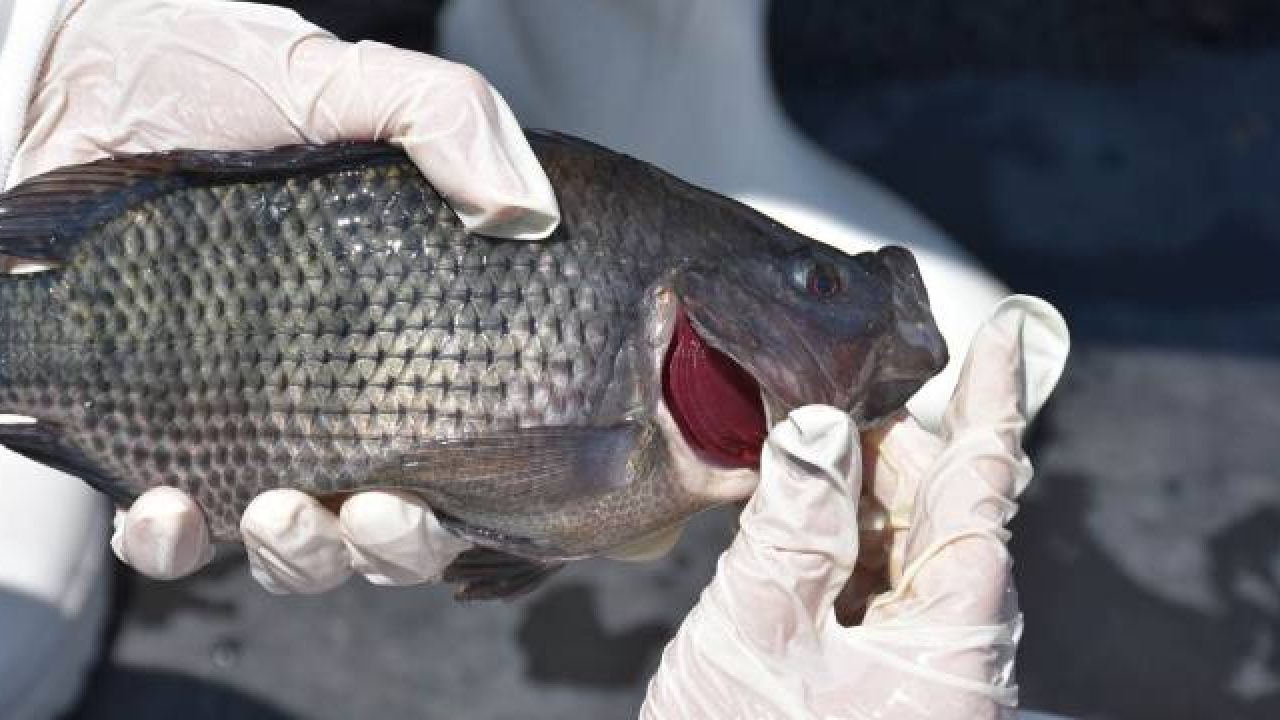 Amputan las cuatro extremidades a mujer tras comer un pescado