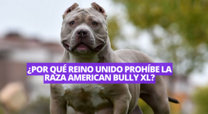 Reino Unido prohíbe la raza de perro American Bully XL tras ataque mortal