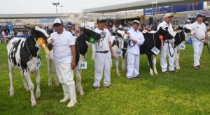 Asociación Holstein Perú y Midagri organizan IX Feria Nacional de Ganado Lechero