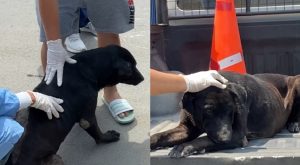 Sujetos arrojan agua hirviendo a perrito callejero