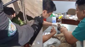 Bomberos y serenos rescatan a perrito que cayó a pozo