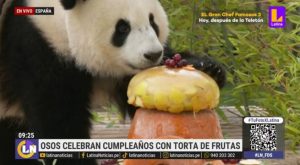 Celebran cumpleaños de osos panda con increíble torta de frutas | VIDEO