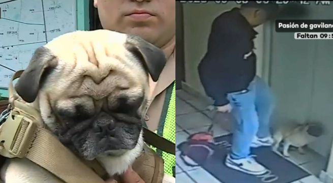 PNP captura a estudiante de la UPC que agredió a su mascota
