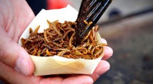 Comer insectos: beneficios y todo lo que debes saber sobre la entomofagia