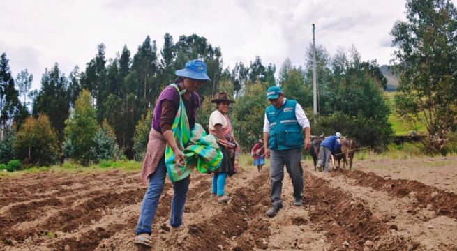 Fenómeno El Niño: Conoce cómo acceder a los seguros agrícolas del Midagri