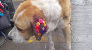 Cosen oreja de un perro en Lima y usuarios muestran su indignación