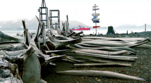 Antártida: conoce el cementerio más grande de ballenas del Continente Blanco