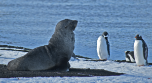 Antártida: los animales que encontrarás en el Continente Blanco