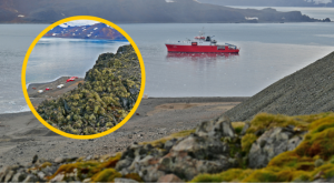 Antártida: aparece vegetación tras el retiro de glaciares por aumento de temperatura