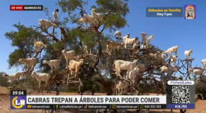 Cabras trepan árboles para poder comer en Marruecos