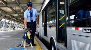 Conoce a ‘Bello’, el chofer canino del Metropolitano