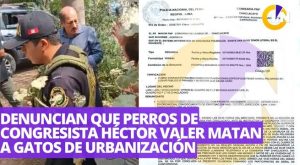 Denuncian que perros del congresista Héctor Valer matan a gatos de urbanización | VIDEO