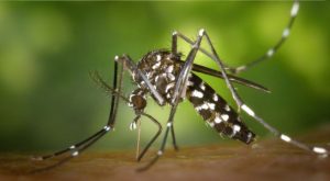 Por qué los mosquitos pican más a ciertas personas