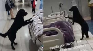 Perrito que acompañó a su dueño en hospital ahora está en adopción | VIDEO