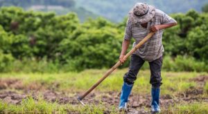 Proyecto sostenible beneficia a 600 agricultores y empresarios de comunidades locales