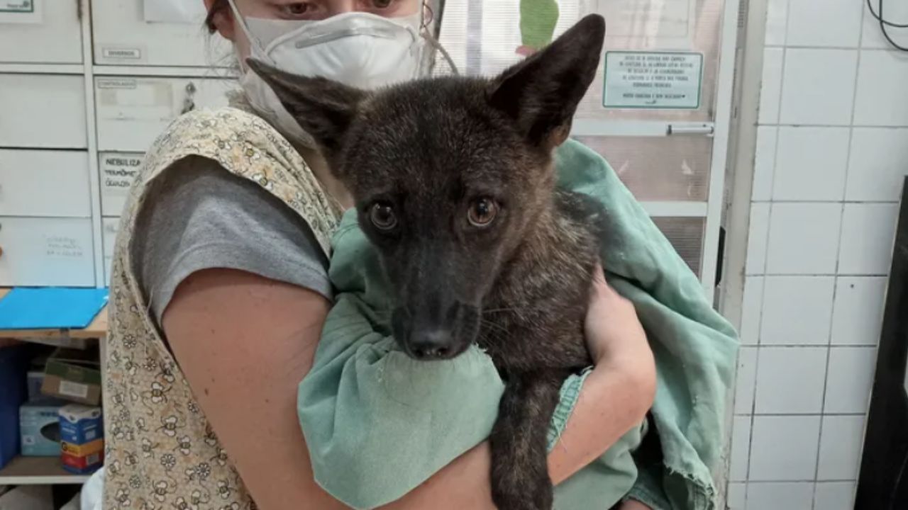 Descubren el primer híbrido de perro y zorro en Brasil 