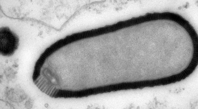 Científicos logran revivir ‘virus zombis’ que permanecieron inactivos por 50 mil años