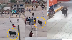 Toro paseó por calles de Ayacucho tras escapar de evento taurino: embistió a múltiples personas