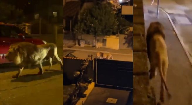 León se escapa de circo en Italia y se pasea por la ciudad [VIDEO]