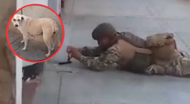 Perrito salva de morir a familia tras orinar sobre mecha encendida de explosivo