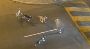 Jauría de perros callejeros ataca a mujer y a niña de 7 años