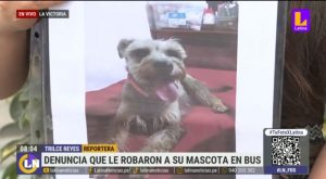 Empresa de transportes pierde a perrita de pareja: le ofrecen 200 soles y otra mascota