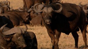 Manada de búfalos embistió a una procesión navideña