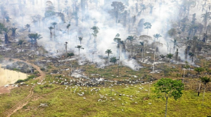 Cambio climático: las graves consecuencias de la deforestación