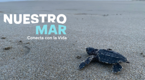 Por qué pocas tortugas golfinas sobreviven al nacer