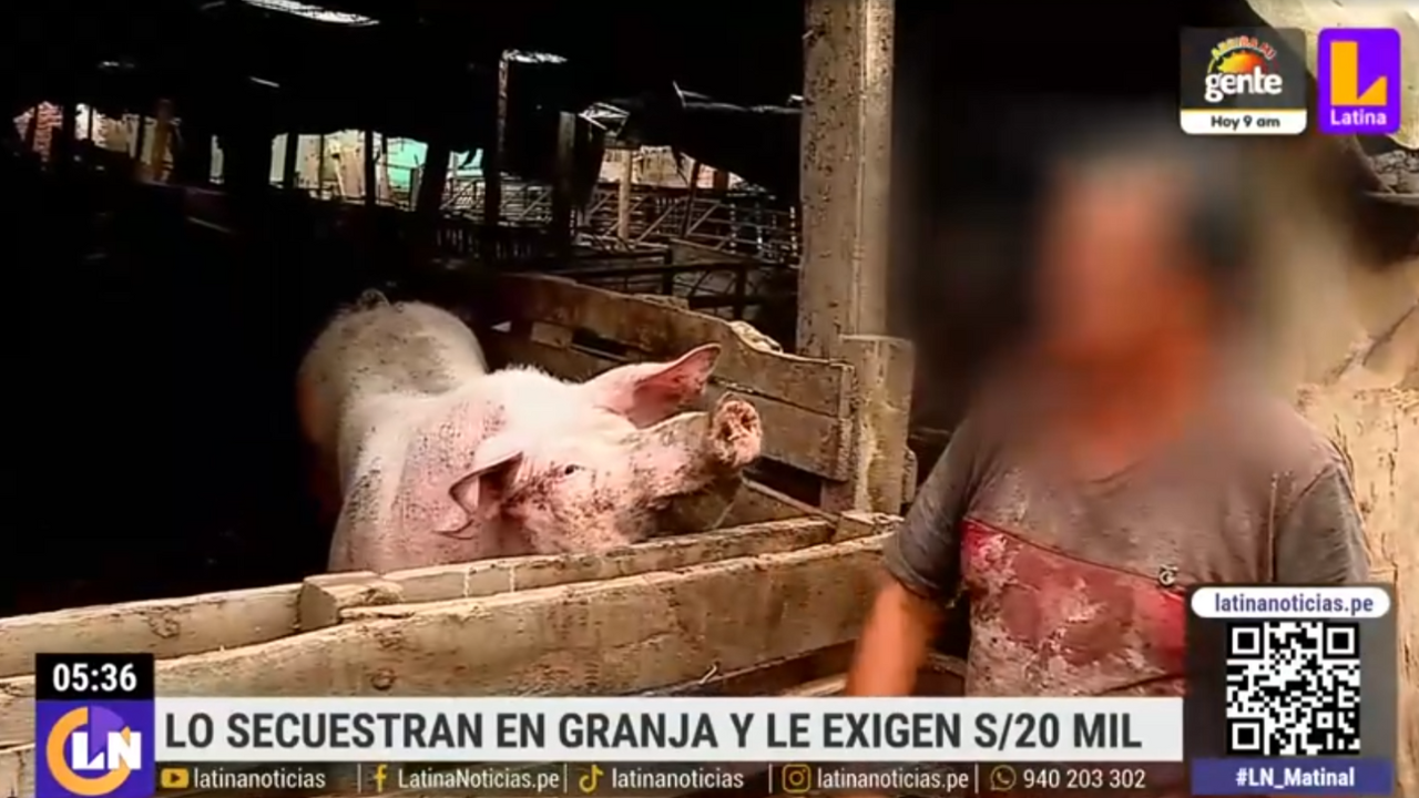 Ventanilla: ganadero es secuestrado en su propia granja y le exigen 20 mil soles | VIDEO 