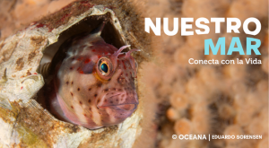 Mira las impresionantes imágenes del mar peruano del documental ‘Nuestro Mar: Conecta con la vida’