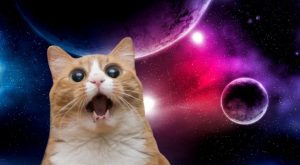 La NASA transmite video de gato jugando con láser desde el espacio