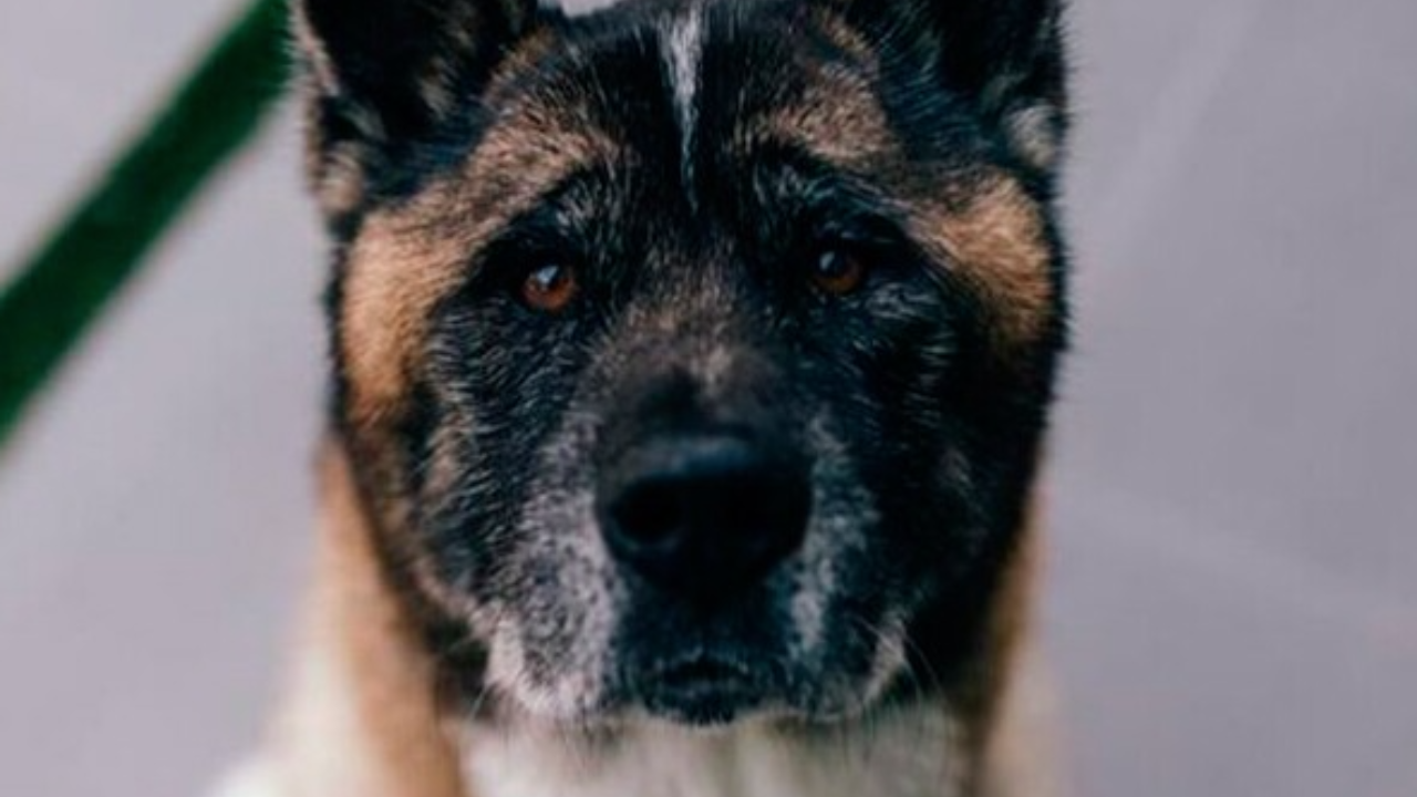 Una misteriosa enfermedad se propaga entre los perros en Estados Unidos