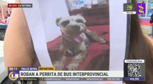 Pareja denuncia pérdida de su mascota en bus interprovincial