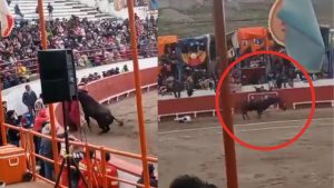 Hombre recibe brutal embiste de toro en pleno evento puneño