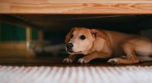 Cómo cuidar a nuestras mascotas de los fuegos artificiales de Año Nuevo