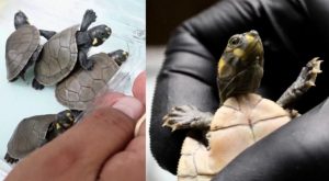 Rescatan más de 4000 tortugas que tenían como destino Indonesia