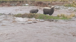 Caída de huaico provoca muerte de varias ovejas en comunidad de Puno 
