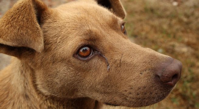 Rara enfermedad en perros 2023: todo sobre este desafío veterinario