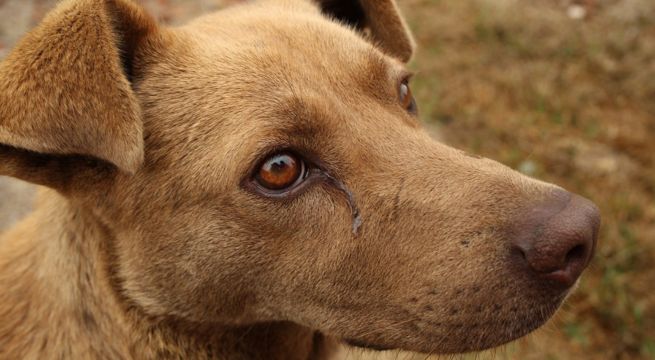 Explora la desconcertante enfermedad canina del 2023, desafiando a veterinarios y preocupando a dueños de mascotas, mientras la comunidad busca respuestas y soluciones en medio de este enigma veterinario.