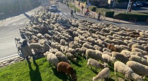 Agricultores en Francia realizan manifestación y sueltan miles de ovejas hacia el centro de la ciudad