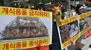 Amenazan con liberar a 2 millones de perros en protesta por la prohibición de la carne de perro
